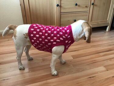 Hund in ärmellosem gestricktem Pullover mit rosa Pünktchen