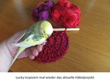 Hand mit Wellensittich beobachtet rundes Häkelstück in Rot und Violett, daneben Häkelnadel und Garnknäuel