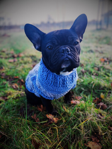 Französischer Bulldoggenwelpe in blauem, strukturiertem Häkelpullover