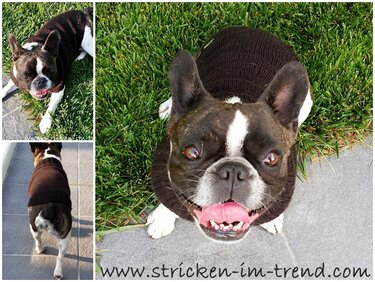 Knitting Pattern for Dog Sweater – French Bulldog | Dog's Stuff LILO