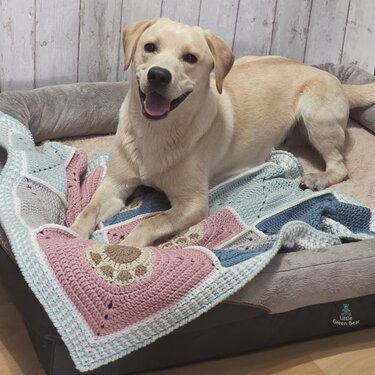 Pastel granny square crochet blanket inside a gray dog bed with a light-colored dog