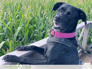 EMRYS Martingale collar made to measure, measuring & sewing instructions