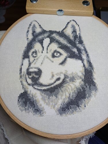 Nahaufnahme einer Kreuzsticharbeit mit Husky-Kopf, eingespannt in einem runden Stickrahmen