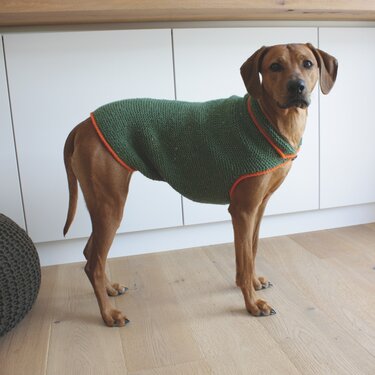 Brauner Hund mit grünem Strickpullover und orangefarbener Kante vor weißen Küchenschränken auf Holzboden