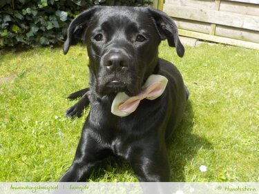 BRIDA Bow for Dog Collar in 4 sizes Sewing Pattern