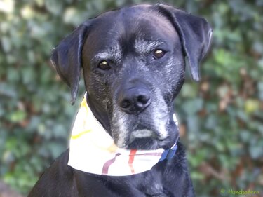 DANDY aufziehbar: Add-on/Ergänzung Wende-Hunde-Halstuch Nähanleitung