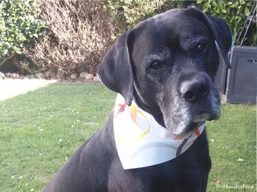 DANDY slip-on: pattern add-on reversible dog bandana sewing tutorial