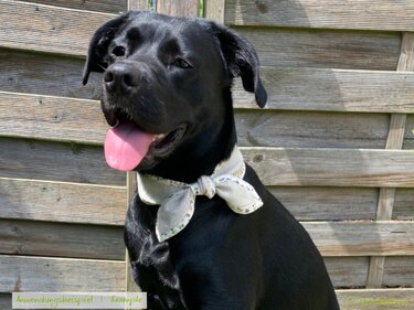 SOSCHA Hunde-Halstuch & Halstuch/Haarband für Frauchen. Nähanl. + Schnitt - Nähen