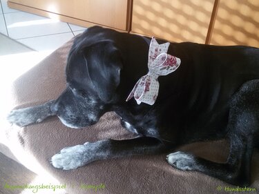 JANE Bow for Dog Collar in 3 sizes- Sewing Pattern