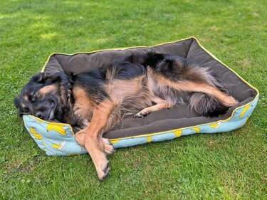 Alma Dog Bed / Cat Bed - PDF Sewing Pattern & Instructions with Video - Image 8