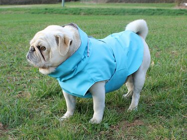 Alma dog jacket- PDF Sewing Pattern & Instructions with Video - Image 9