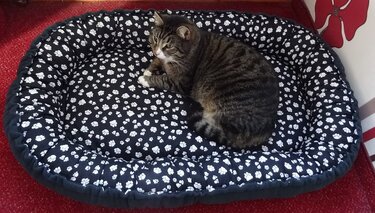Katzen-/ Hundebett n&auml;hen Schnittmuster - Nähen