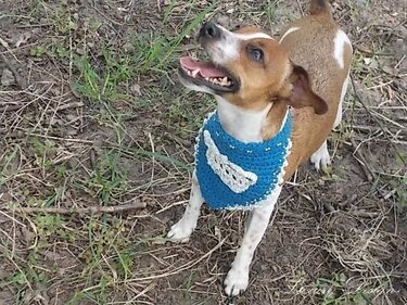 Kleiner Hund trägt blaues gehäkeltes Bandana mit weißer Knochen-Applikation, steht auf Gras und schaut nach oben