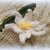 Edelweiss applique crochet pattern