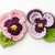 Pansies with leaves, 2 variations, approx. 6 cm x 4 cm