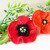 Mohn mit den Blättern, 3 Var., Blume 6 cm und Blatt 7 cm