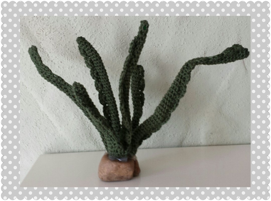 Die Algen, zum Wohlfühlen