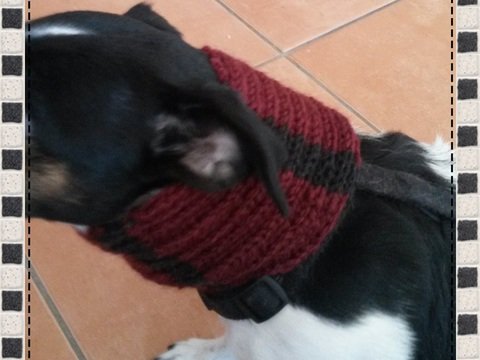 Strickanleitung Hundeloop