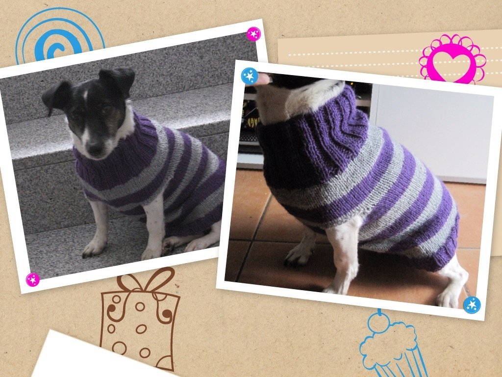 Strickanleitung Hundepulli mit Kragen