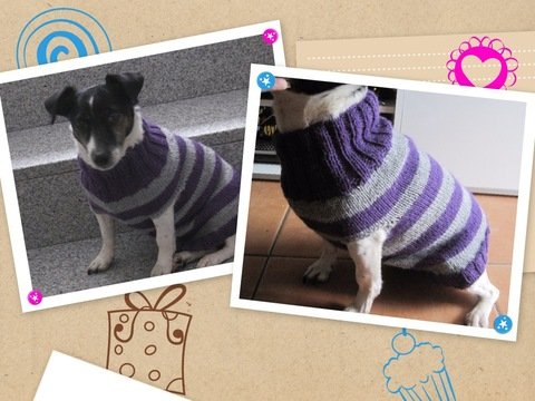 Strickanleitung Hundepulli mit Kragen