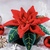 Decorative Poinsettia - Crochet Pattern