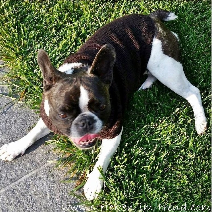 Strickanleitung für Hundepullover - Franz. Bulldogge | Dog's Stuff LILO - Bild 10