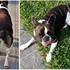 Strickanleitung für Hundepullover - Französische Bulldogge | Dog's Stuff "Lilo"
