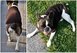 Strickanleitung für Hundepullover - Französische Bulldogge | Dog's Stuff "Lilo"