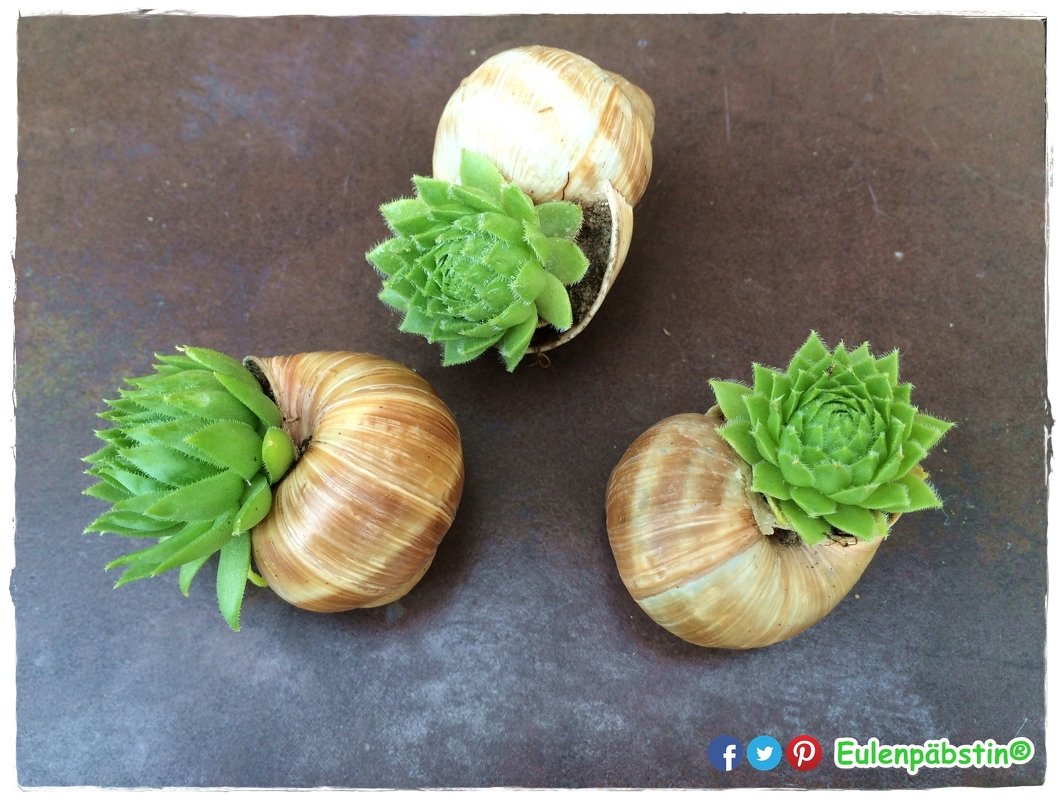 It's Schnecken-Time | bepflanzte Schneckenh&auml;user