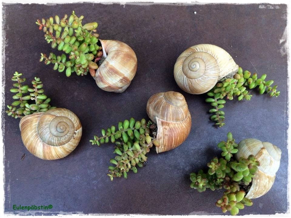 It's Schnecken-Time | bepflanzte Schneckenh&auml;user - Bild 10