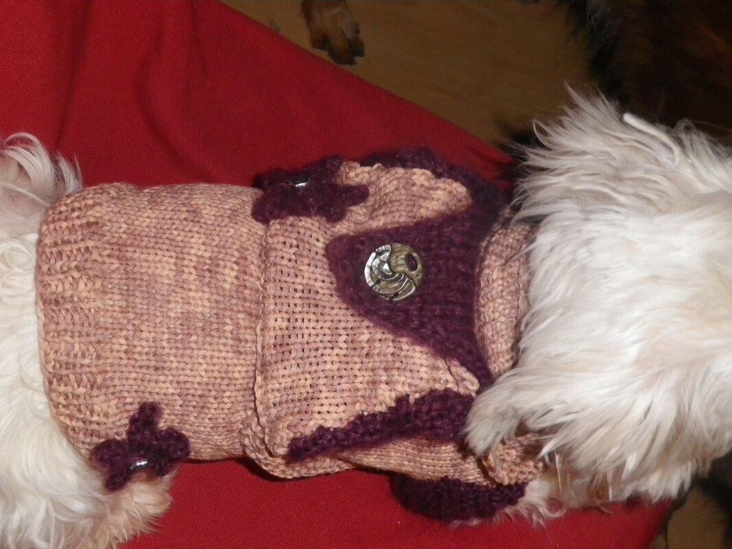 Kleiner weißer Hund trägt rosa-beigen gestrickten Mantel mit violettem Rand und Zierknöpfen