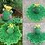 Crochet Frog snuggle pattern