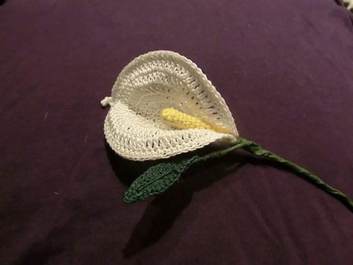 Calla Lilie mit Blatt