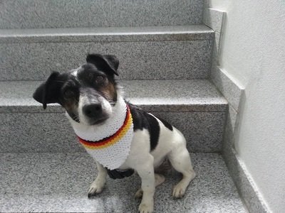 Strickanleitung Hundetuch für Hunde mittlerer Größe, leicht zu stricken