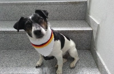 Kleiner weiß-schwarzer Hund auf Treppe mit gestricktem Halstuch in Schwarz-Rot-Gold