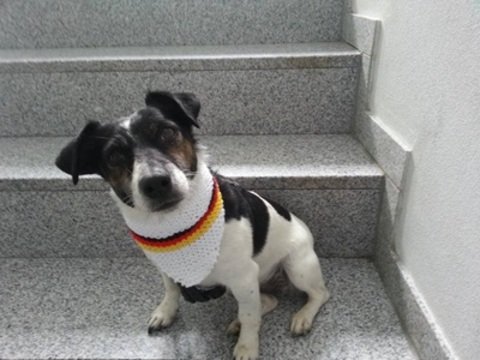 Strickanleitung Hundetuch für Hunde mittlerer Größe, leicht zu stricken