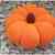 Häkelanleitung Kürbis Halloweenkürbis "Pumpkin"