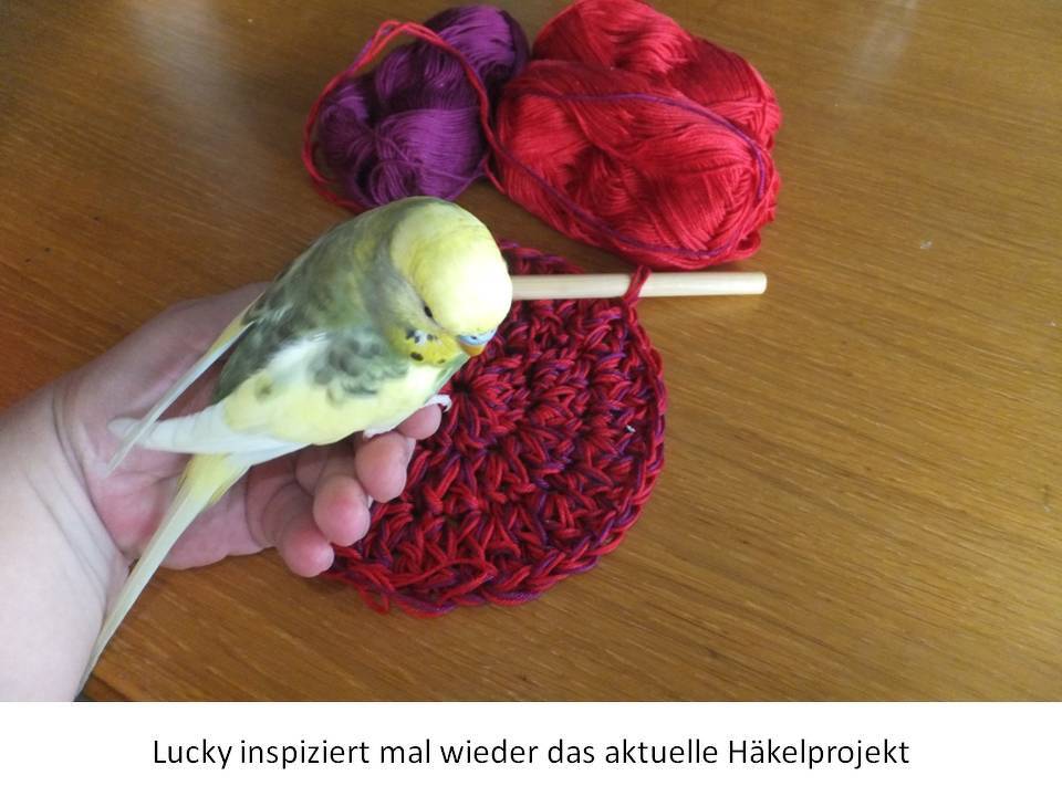 Hand mit Wellensittich beobachtet rundes Häkelstück in Rot und Violett, daneben Häkelnadel und Garnknäuel