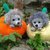 Crochet Pattern "Hedgedog in Pumpkin"