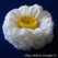 Air ruffle flower crochet pattern 023