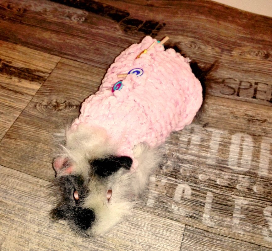 Pulli für Meerschweinchen