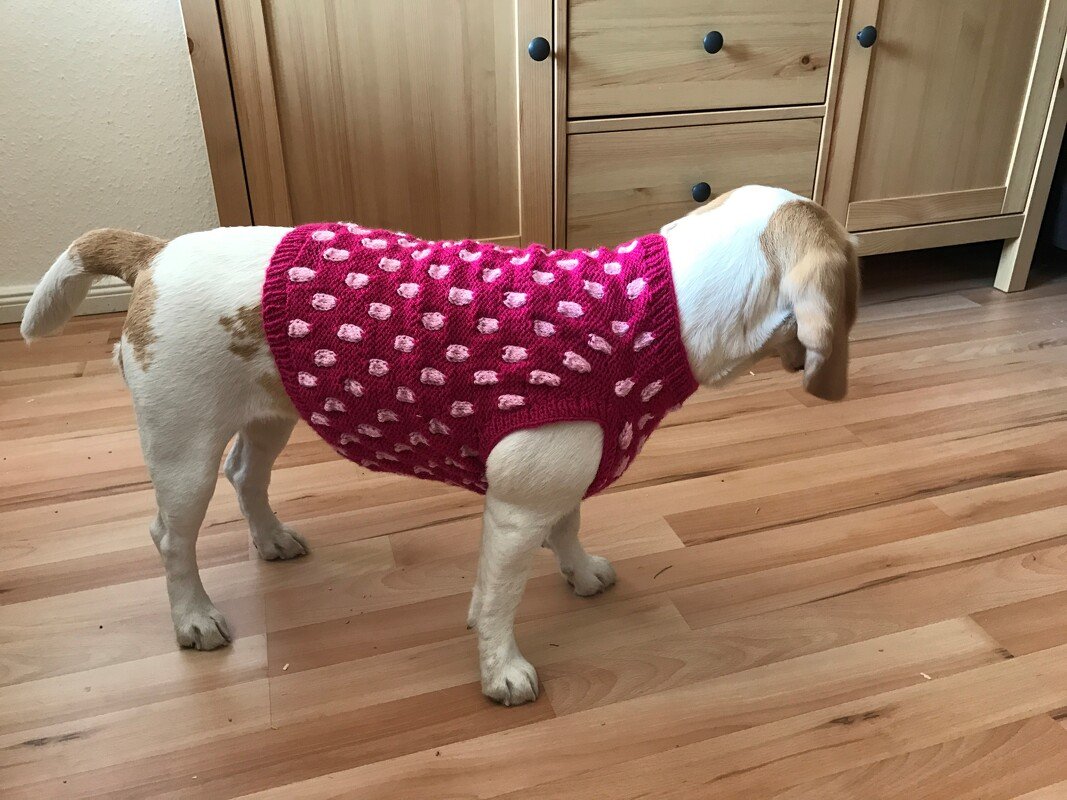 Hund in ärmellosem gestricktem Pullover mit rosa Pünktchen