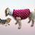 Strickanleitung für Hundepullover