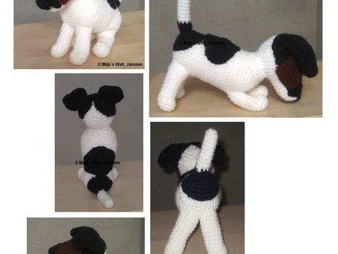 Jack Russel Terrier Dame Dusty