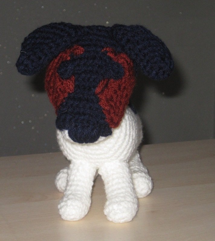 Jack Russel Terrier Dame Dusty - Bild 2