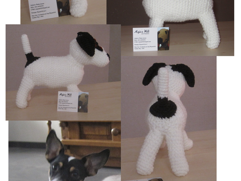 Jack Russel Terrier Dame Phibi