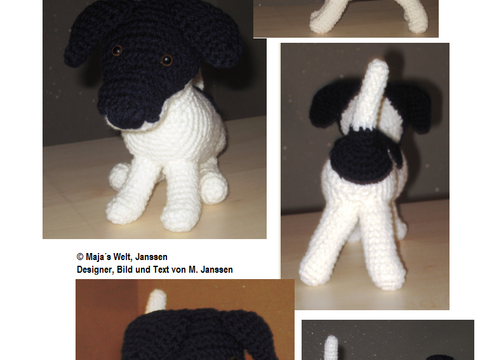 Jack Russel Terrier Rüde Blacky