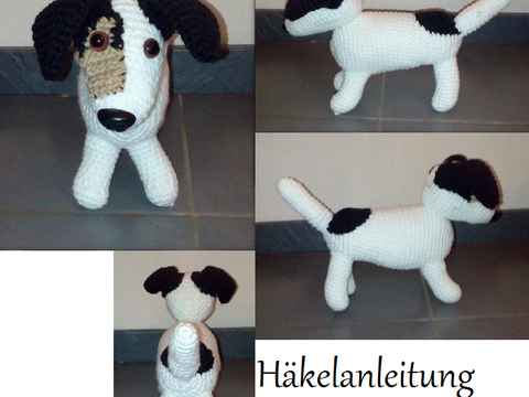 Jack Russel Terrier Jack