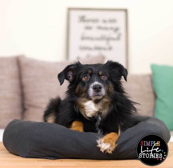 Nähanleitung: Hunde- oder Katzenbett selber machen