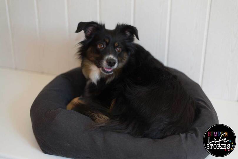 Nähanleitung: Hunde- oder Katzenbett selber machen